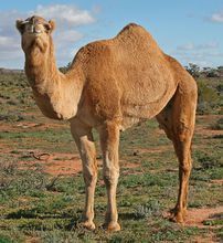 沙漠广阔无边的时候骆驼的生理特点是什么作用