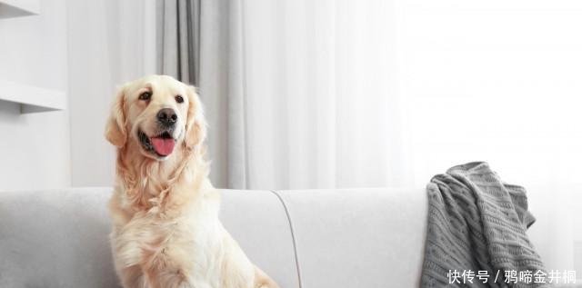 狗狗怀孕几个月生 来为你的狗狗准备吧