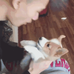 听说柯基要去当警犬了 弟却喷了我一脸盐汽水 哈哈!结束