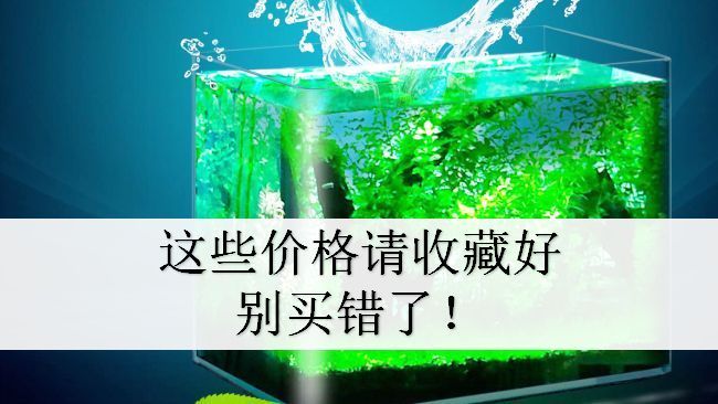 雙江蓓蕾水族魚具銷售店