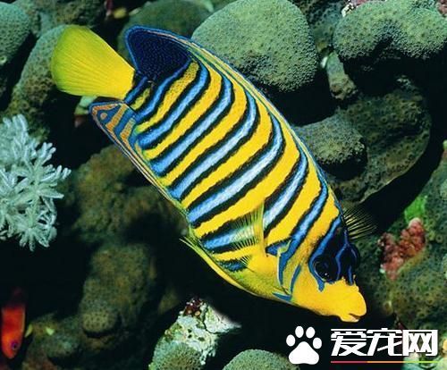 小型热带鱼最好养的是 首推红蓝斑马鱼_360问
