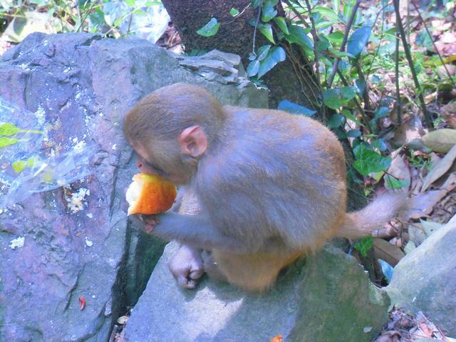 在张家界国家森林公园 我们遇到了这群小可爱