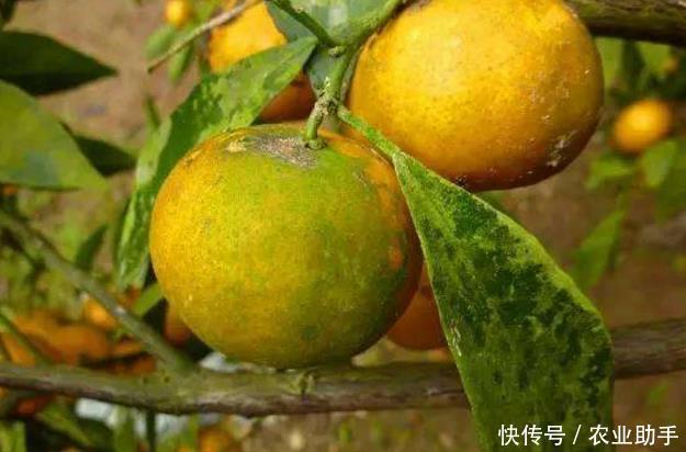 防治柑橘青苔,11月份还可以使用乙蒜素吗?