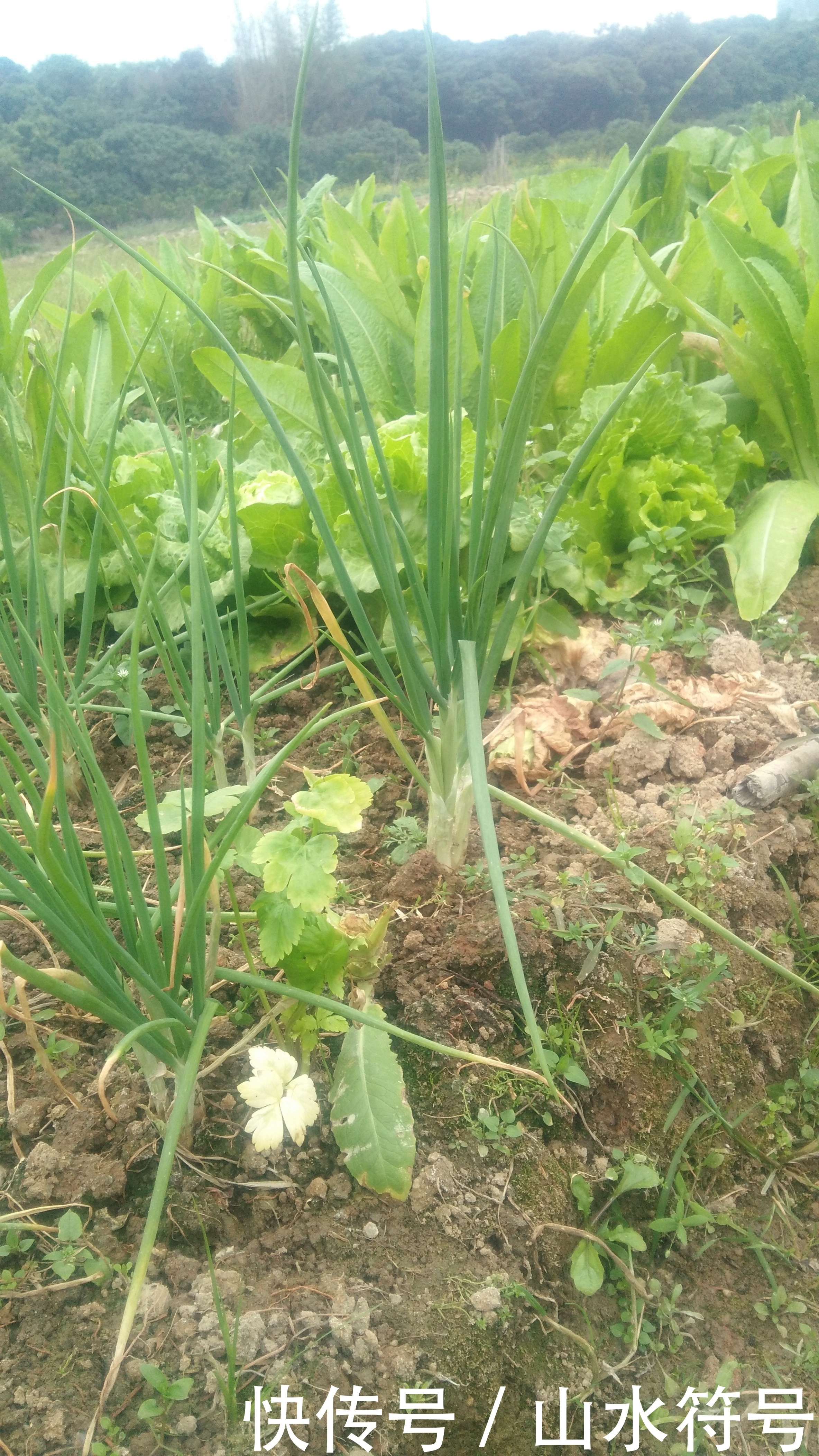 春节后的农田景象广西浦北县白石水