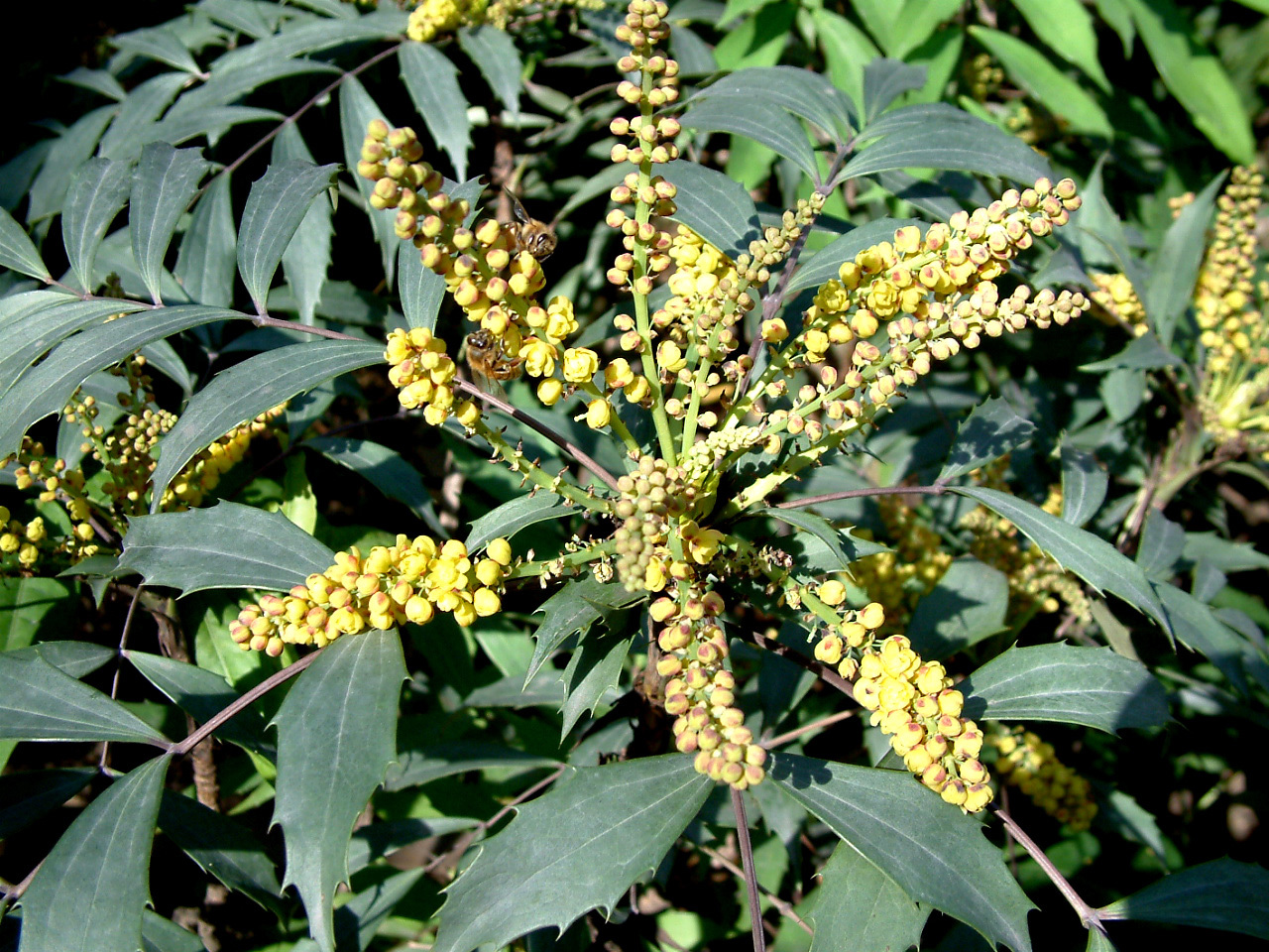 黄连厚朴_黄连厚朴电影在线看_黄连厚朴电影