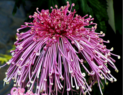 菊花的特点_360问答