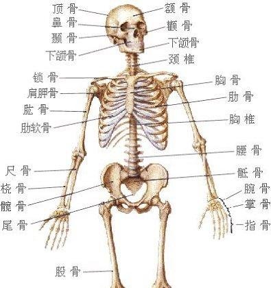 人体有206块骨头构成,而中国人却只有204块,尴