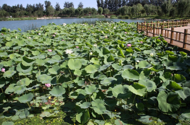 2004年3月河北省三河市委,市政府决定对植物园及其周边环境进行综合