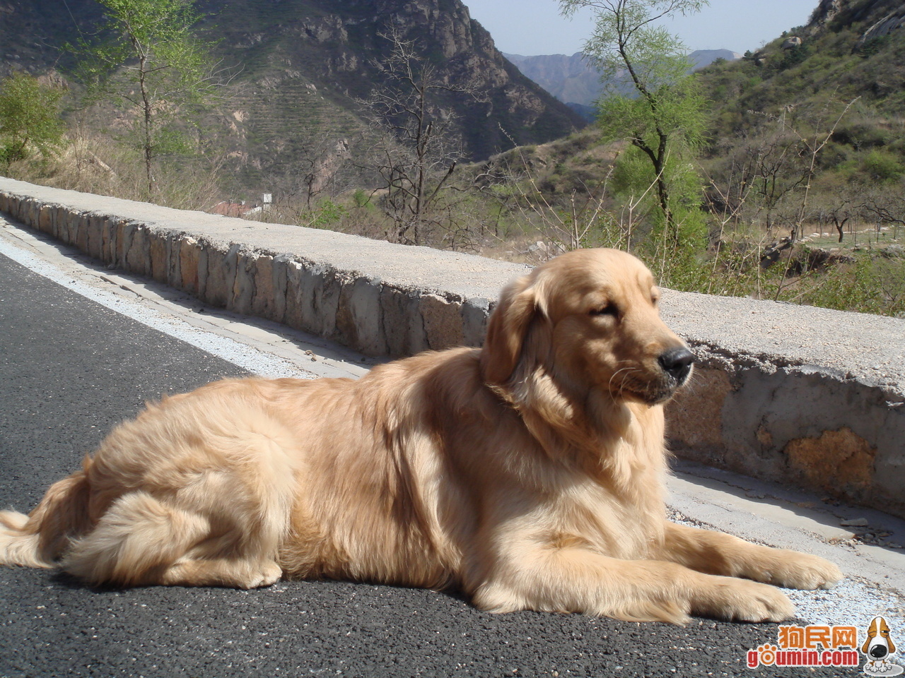 金毛寻回犬