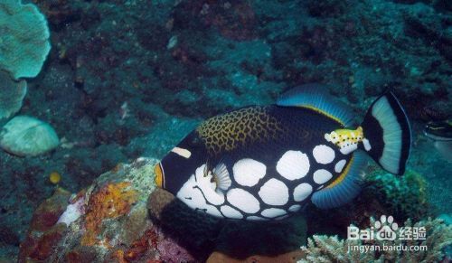 韻海魚缸到底咋樣啊（韻海魚缸到底咋樣啊好用嗎）