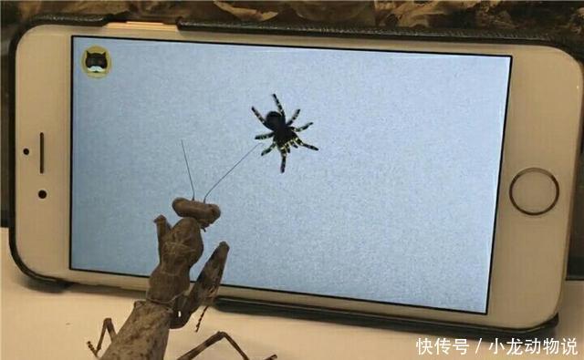 男子玩打蜘蛛手游 一只螳螂成功被骗 对着屏幕