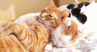 好奇心 正文  在猫叔家还有一只大家非常喜欢的猫咪叫茶虎,它是一只