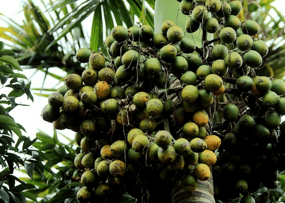 男子吃槟榔提神每天4袋, 3年后医生的话让他崩