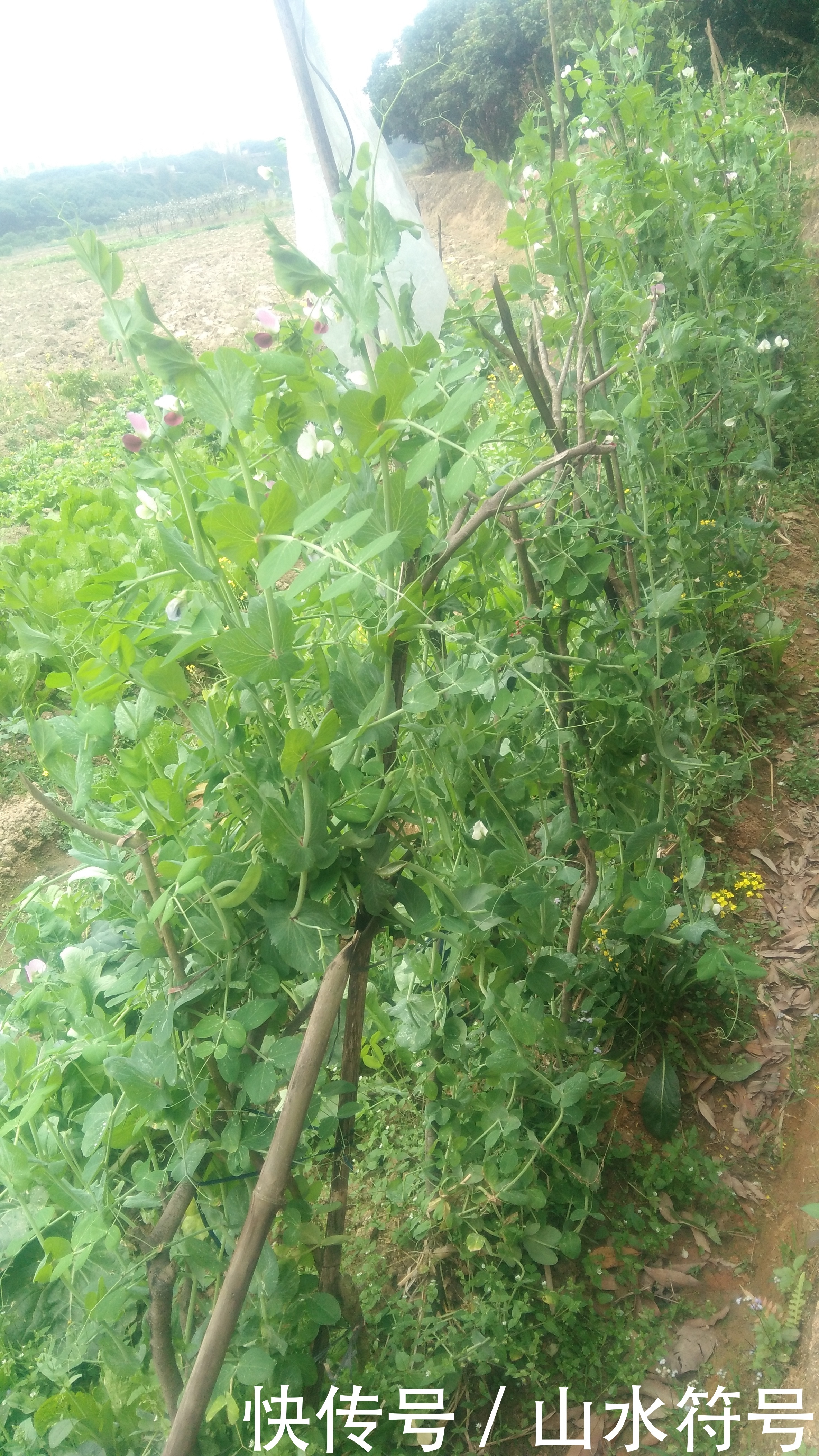 春节后的农田景象广西浦北县白石水