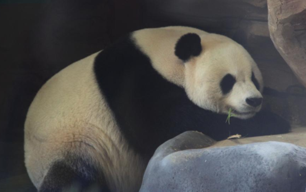 印尼熊猫馆的大熊猫卖萌是什么样的?_360问答