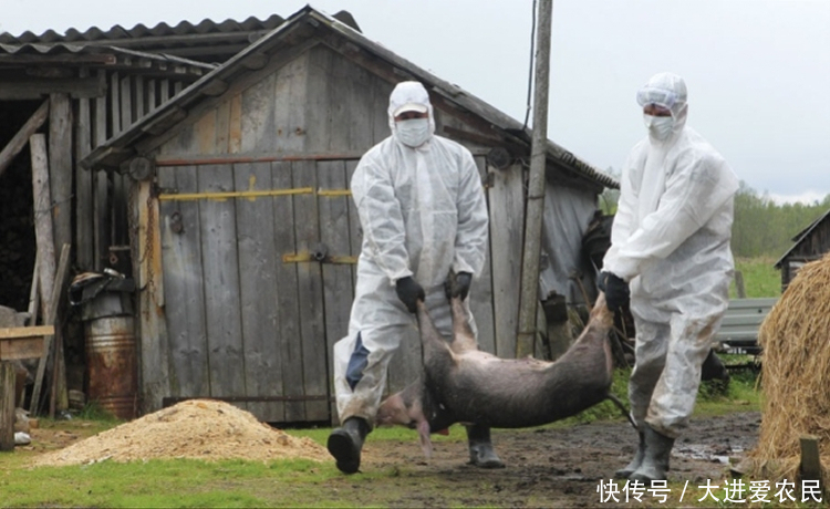 非洲猪瘟疫情首次在我国发生,农村养猪大户,你