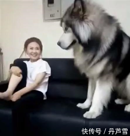 女主脱下袜子让阿拉斯加闻闻臭不臭,阿拉:有人在你脚上拉了屎? yg电子娱乐