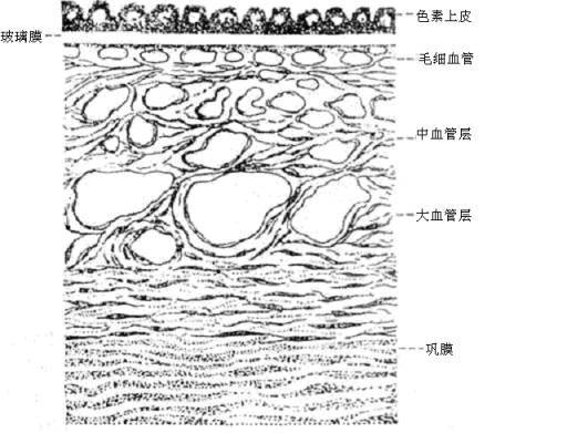 属于眼球中膜(血管膜)的结构是