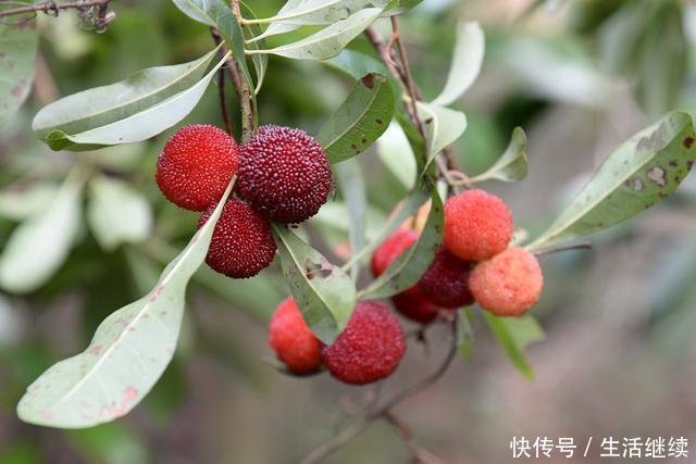 农村老家常见的一种水果，村里人不当一回事，城里人当个宝！