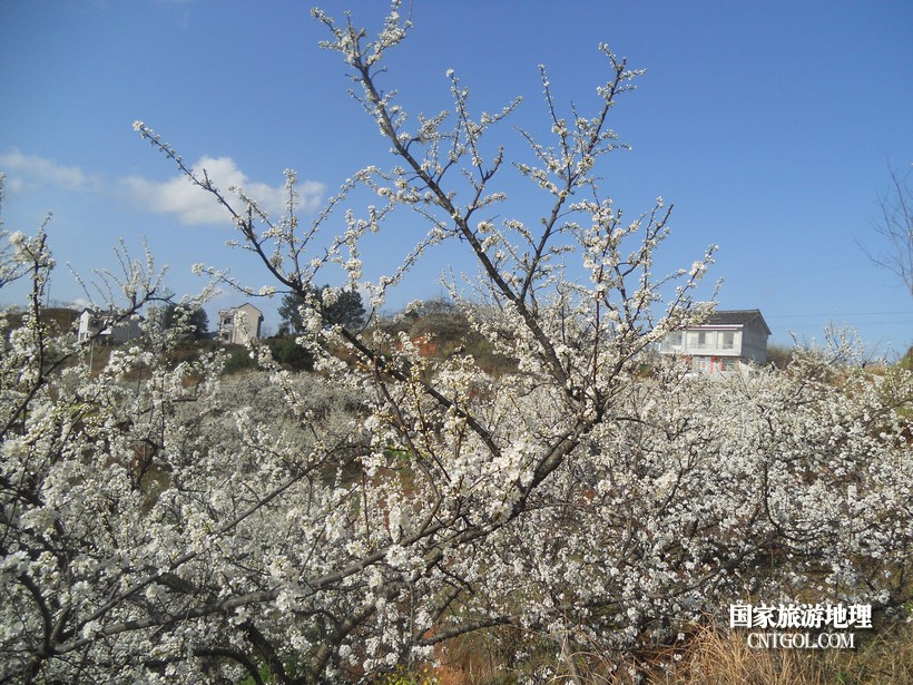 贵州黄平白水寨村千亩李花绽放