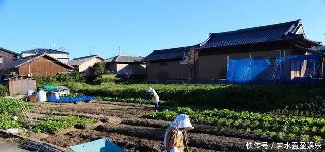 透视日本一村一品农业发展模式,中国需要走什