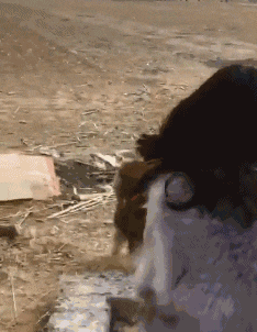 搞笑gif: 到底是人遛狗,还是狗遛人啊!