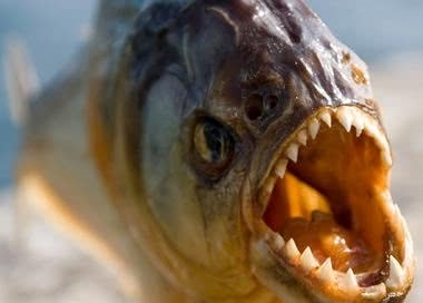 亚马孙食人鱼可以吃吗 t01cd8fd8d36993b108.jpg