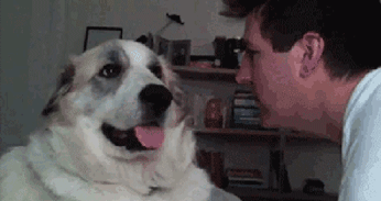 逗比主人与二货宠物的日常,如此搞笑,你们这样真的好吗(转)