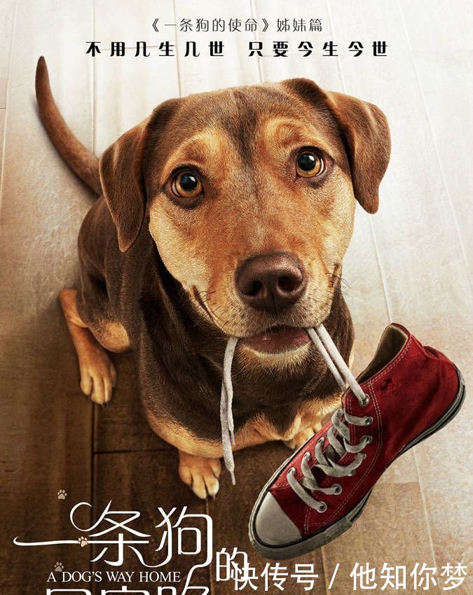 《一条狗的回家路》全新海报 700多个日夜悬命