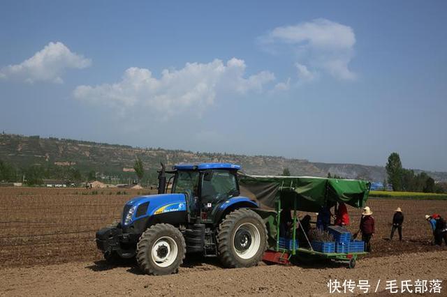 苹果树栽培技术|选苗有讲究,三看选对苗