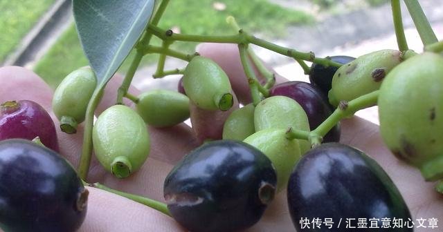 有一种果子,一听名字就觉得恶心,却卖40多元一