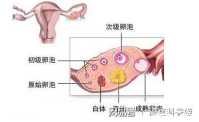 备孕、怀孕和流产,都和它有关