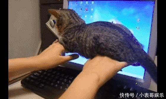 猫咪看到主人在玩电脑,直接一屁股坐到了他的