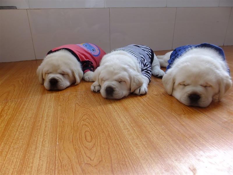 拉布拉多犬~全面介绍视频