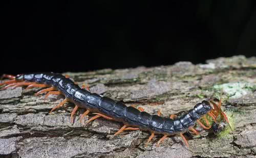 梦境迷思,求问为什么梦见蜈蚣就要吃鸡的深层解析 梦境迷思,求问为什么梦见蜈蚣就要吃鸡的深层解析