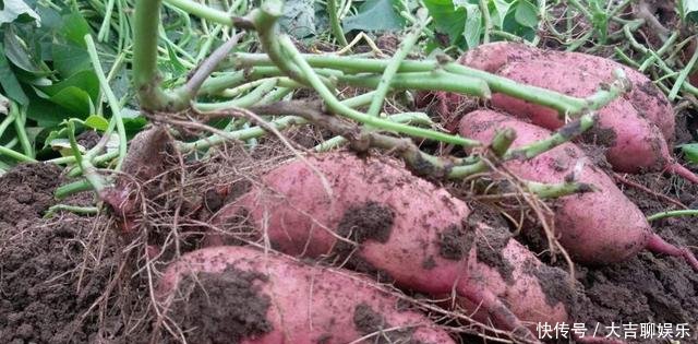 农民种植红薯,怎样提高产量这一招种出的红薯