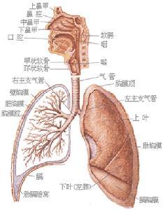 胸膜肥厚首先是由胸膜炎所致.