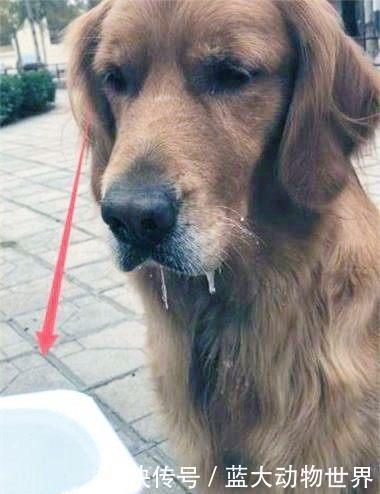 主人喝酸奶,忽然感觉下雨了,抬头一看居然是金