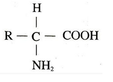 天然氨基酸的定义_360问答