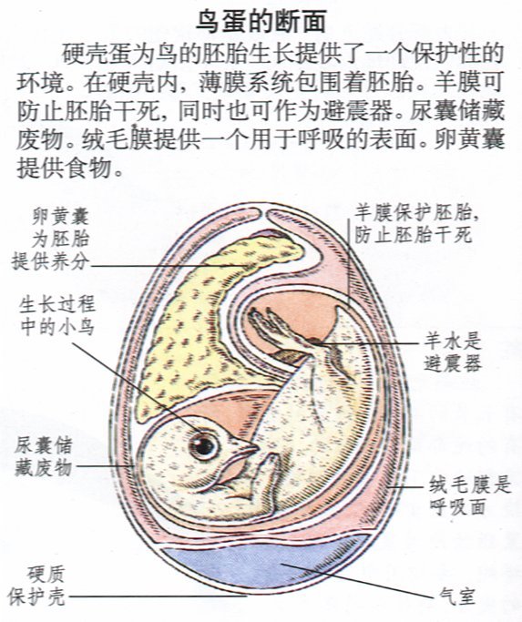 尿囊位于羊膜和绒毛膜中间的空腔中,胚胎所产生的代射废物排到此囊中.