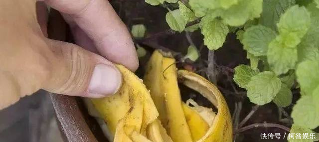 每天用它擦脸,皮肤光滑细嫩,再也不长斑!