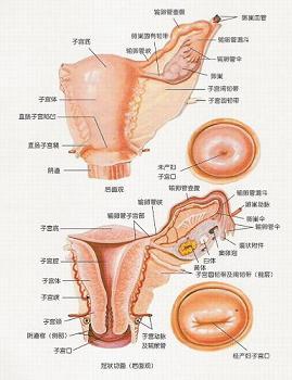 一般把输卵管和卵巢统称为附件,因此输卵管卵 巢炎就叫做子宫附件炎