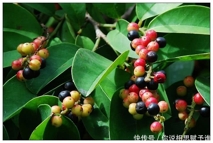 别看它便宜去是排肝毒利器,每天坚持泡水喝,排