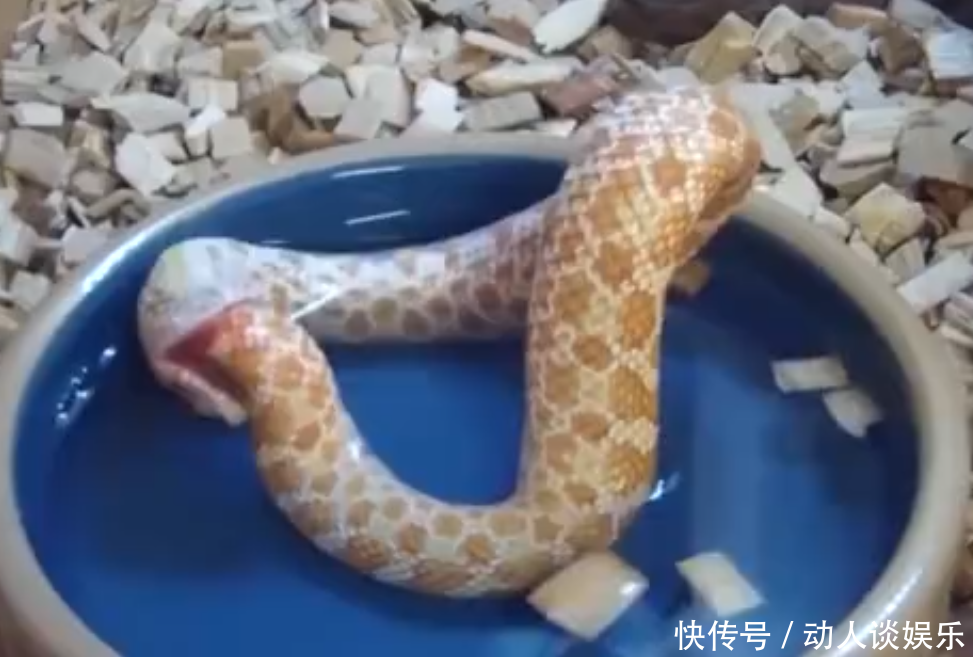 世界上最奇葩的蛇, 会自己吃自己, 网友 咬到尾