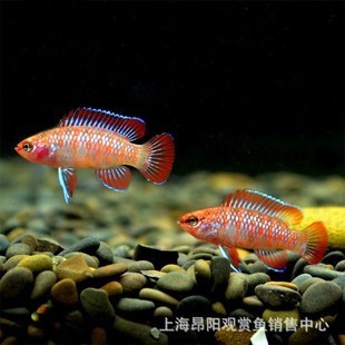 紅龍魚一年長多少厘米正常圖片大全集（紅龍魚一年長多少厘米正常圖片大全集） 紅龍魚百科