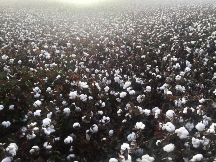 无人机创业!90后海归美女回家当农民,种地月入10万