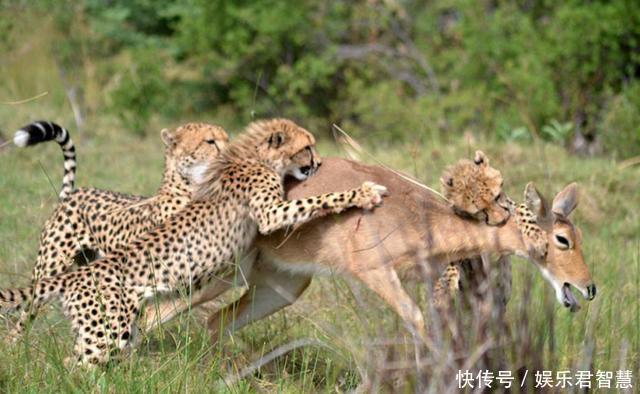 非洲羚羊不幸成为猎豹教三只幼崽捕猎实验小白