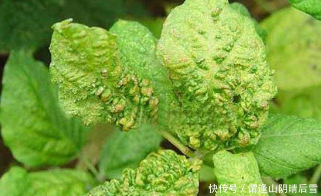 大豆病毒病的症状有哪些传播途径是什么种植户