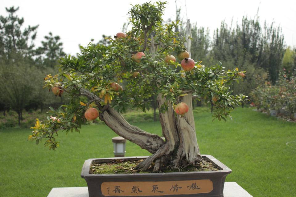 农村人家里的石榴树也可以做成盆景,而且方法