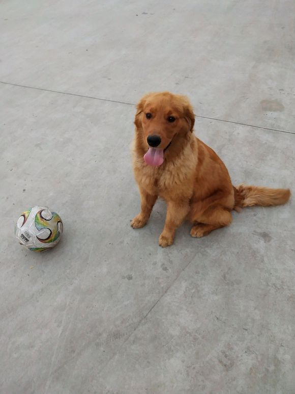 金毛你玩个球儿?还想学踢球,做好你狗狗职责就